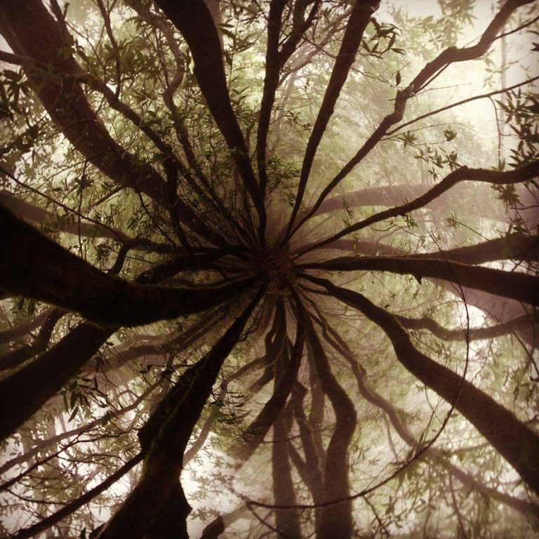 La photo qui cache la forêt