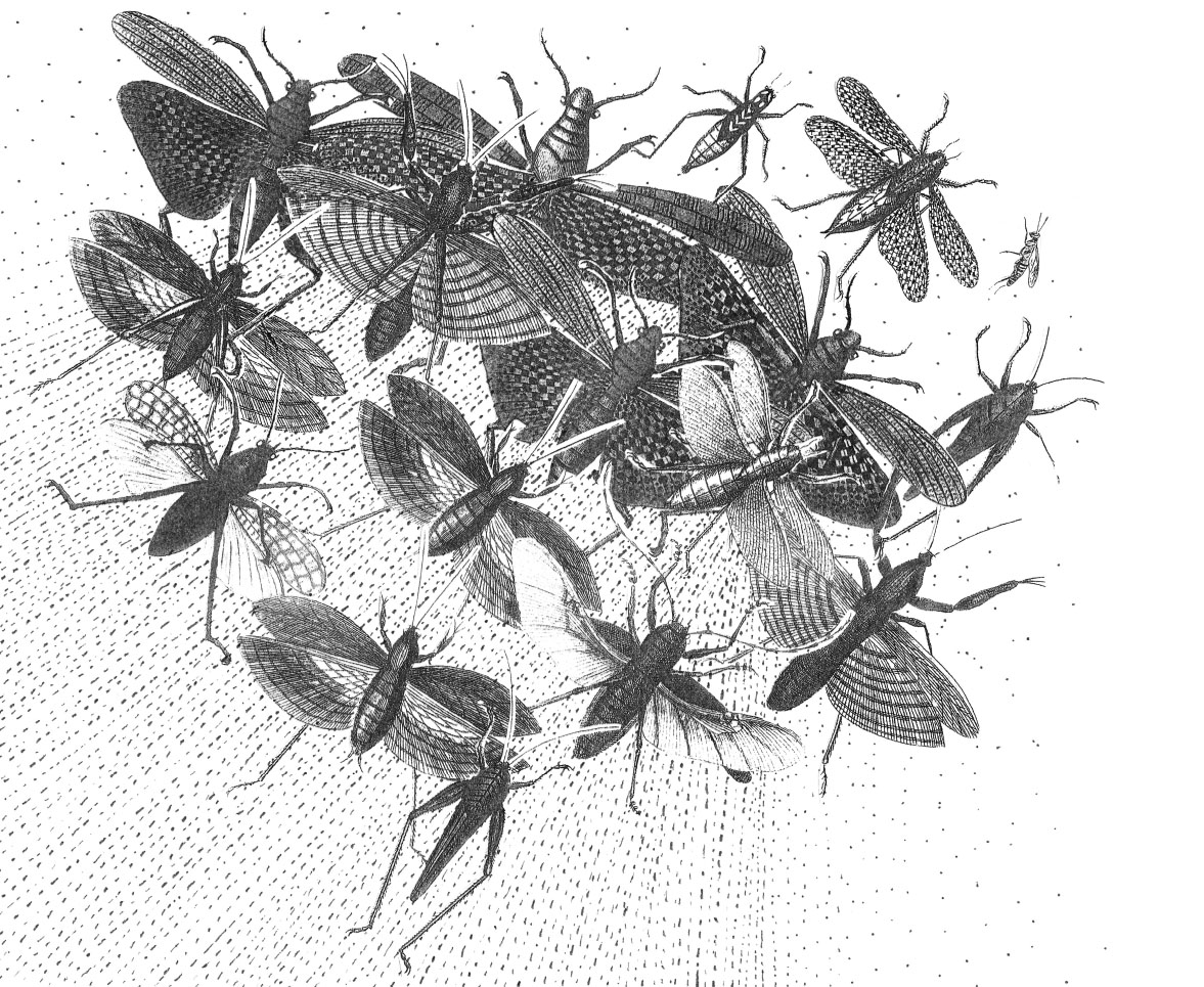 L’OGM NOUVEAU EST ARRIVÉ