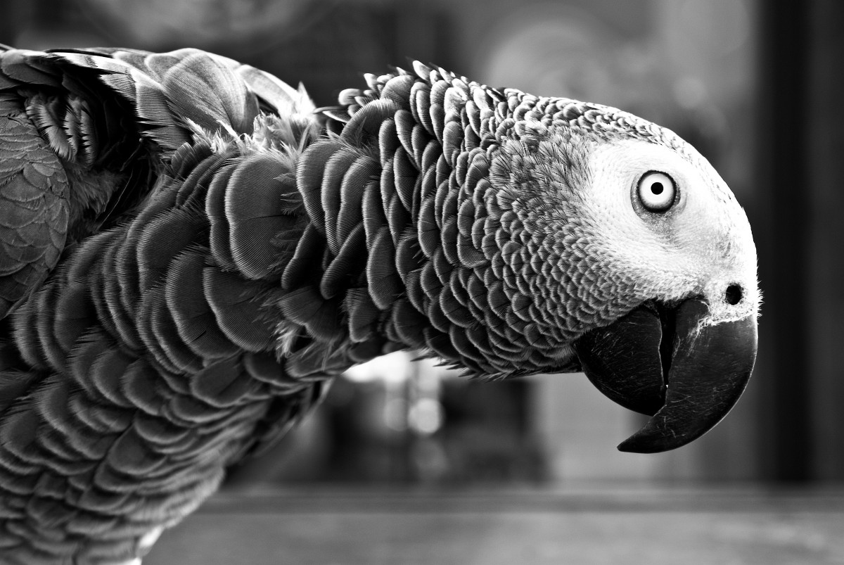 bird_parrot_feather_black_and_white_beak-36128.jpgd_