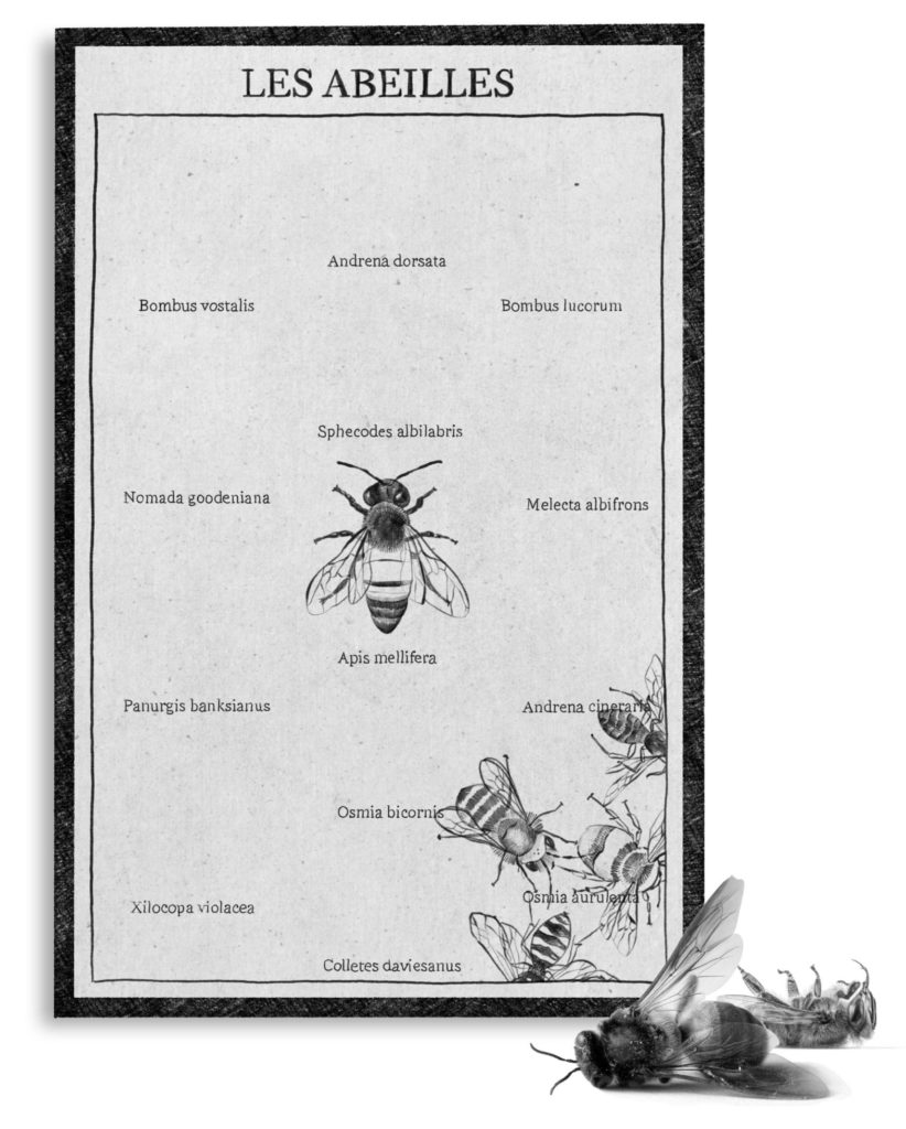 Il n’y a pas d’espèces nuisibles !