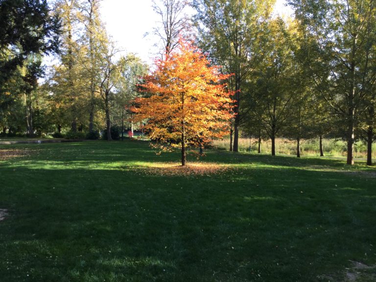 L&rsquo;arbre qui cache la forêt