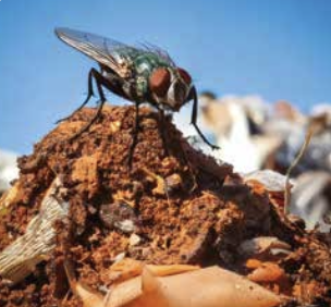 Le courr(oux)ier de Guy d’Evras